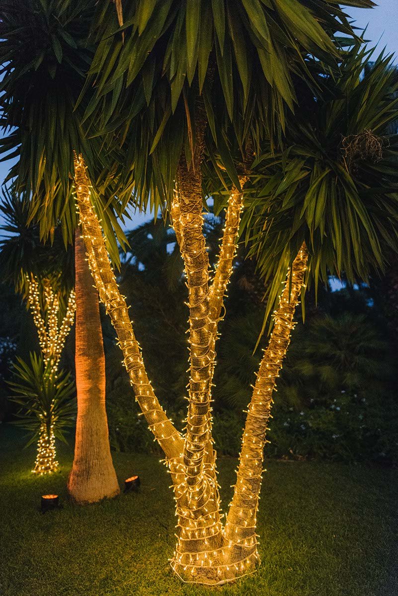 Palm trees lighting